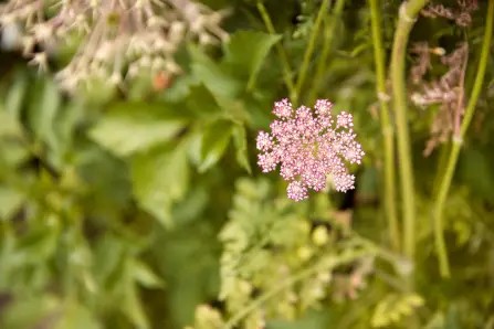 Flower in soft light