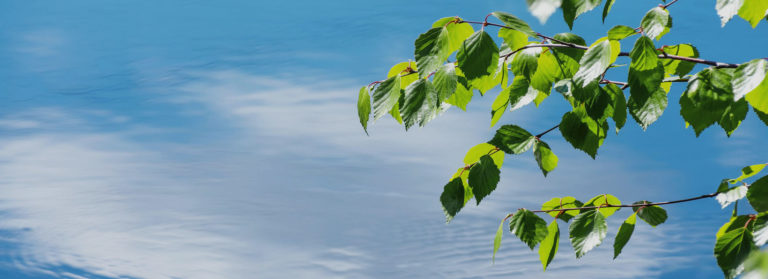 Sky through leaves