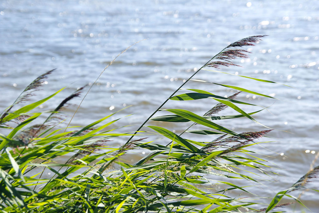Reeds beside calm water